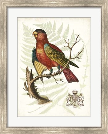 Framed Regal Parrots II Print