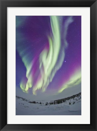 Framed Northern Lights in Churchill, Manitoba, Canada Print