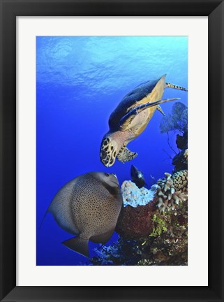 Framed Hawksbill Sea Turtle and Gray Angelfish Print