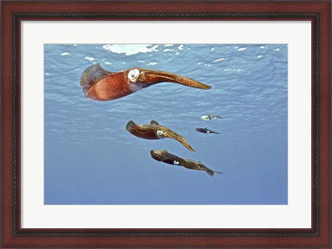 Framed Reef Squid, USS Kittiwake, Grand Cayman Print