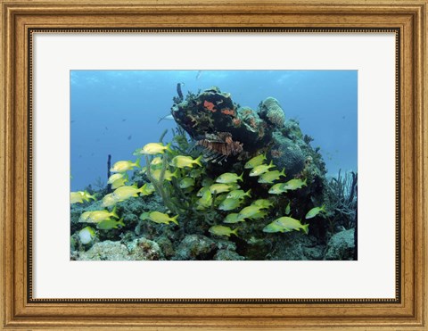 Framed Reefscape with school of striped grunts Print