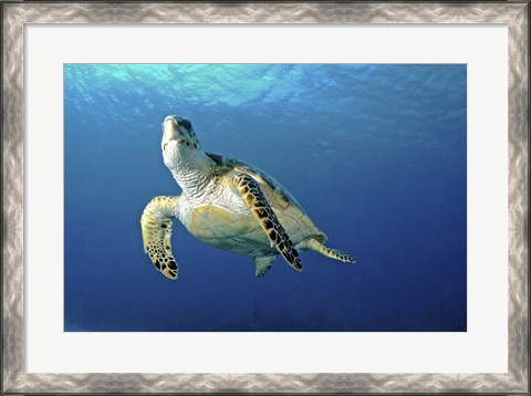 Framed Hawksbill sea turtle ascending, Nassau, The Bahamas Print