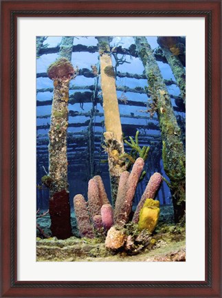 Framed Tube sponges on the Wreck of the Willaurie, Nassau, The Bahamas Print