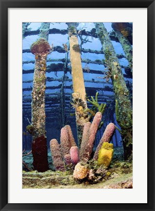 Framed Tube sponges on the Wreck of the Willaurie, Nassau, The Bahamas Print