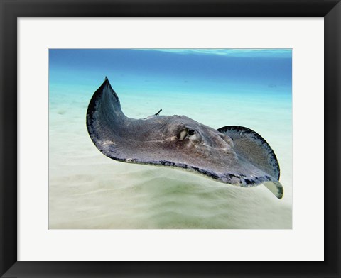 Framed Female Southern Atlantic Stingray, Grand Cayman Print
