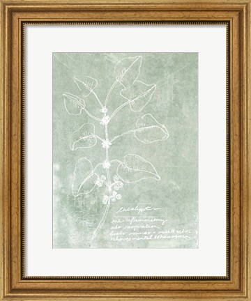 Framed Essential Botanicals I Print