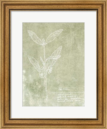 Framed Essential Botanicals IV Print