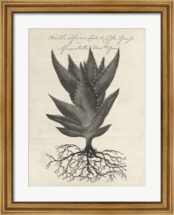 Framed Thornton Succulents I Print