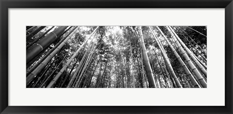Framed Low angle view of bamboo trees, Arashiyama, Kyoto, Japan Print