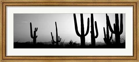 Framed Silhouette of Saguaro cacti, Saguaro National Park, Tucson, Arizona Print