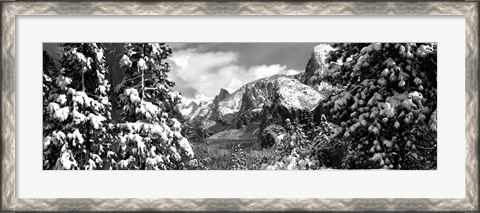 Framed Snowy trees in winter, Yosemite Valley, Yosemite National Park, California Print
