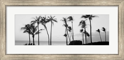 Framed Silhouette of palm trees at dusk, Hawaii Print
