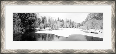Framed Snow covered trees in a forest, Yosemite National Park, California Print