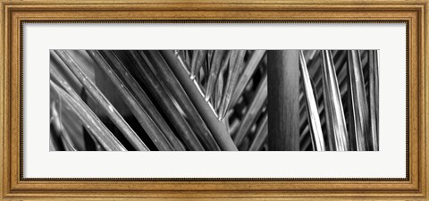 Framed Detail of palm leaves, Hawaii Islands, Hawaii Print