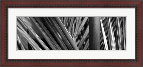 Framed Detail of palm leaves, Hawaii Islands, Hawaii Print