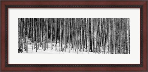 Framed Aspen trees in a forest, Chama, New Mexico Print