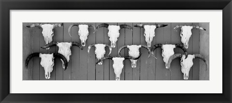 Framed Cow skulls hanging on planks, Taos, New Mexico Print
