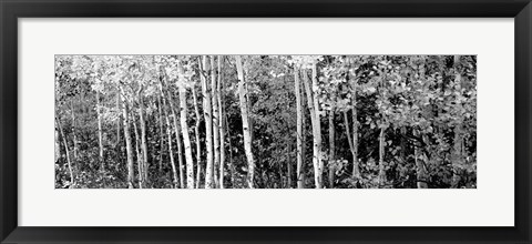 Framed Aspen and Black Hawthorn trees in a forest, Grand Teton National Park, Wyoming BW Print