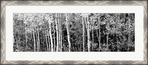 Framed Aspen and Black Hawthorn trees in a forest, Grand Teton National Park, Wyoming BW Print