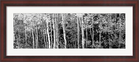 Framed Aspen and Black Hawthorn trees in a forest, Grand Teton National Park, Wyoming BW Print