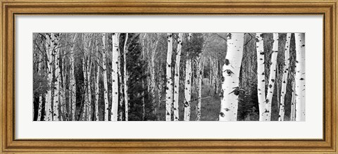 Framed Aspen and Conifers trees, Granite Canyon, Grand Teton National Park, Wyoming Print
