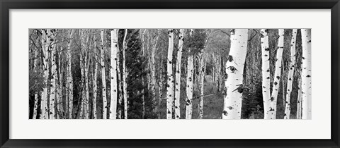 Framed Aspen and Conifers trees, Granite Canyon, Grand Teton National Park, Wyoming Print