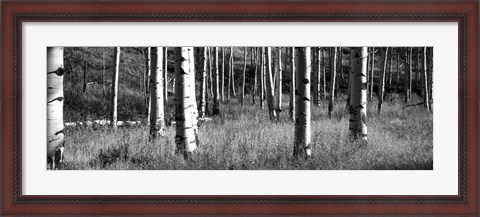 Framed Aspen trees growing in a forest, Grand Teton National Park, Wyoming Print