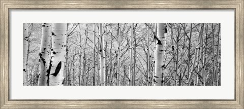 Framed Aspen trees in a forest BW Print