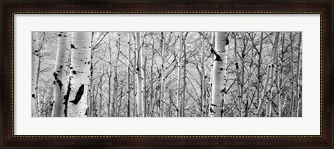 Framed Aspen trees in a forest BW Print