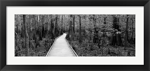 Framed Boardwalk passing through a forest, Congaree National Park, South Carolina Print