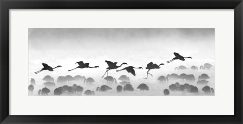 Framed Flamingos landing, Kenya BW Print