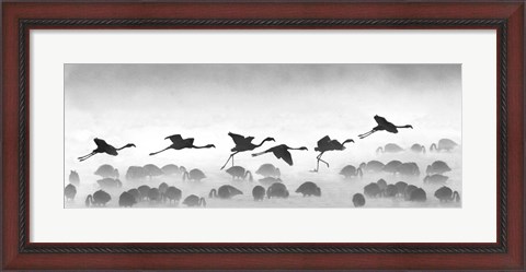 Framed Flamingos landing, Kenya BW Print