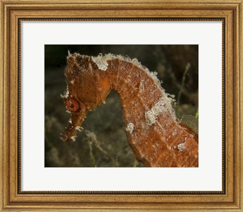 Framed Close-up view of an Orange Seahorse Print