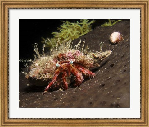 Framed Hermit Crab on sponge in Gulf of Mexico Print