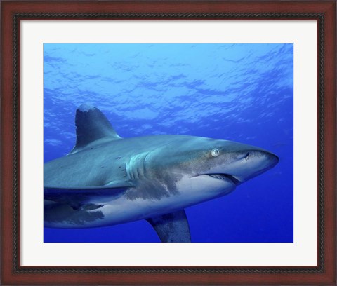 Framed Close-up side view of an Oceanic Whitetip Shark Print