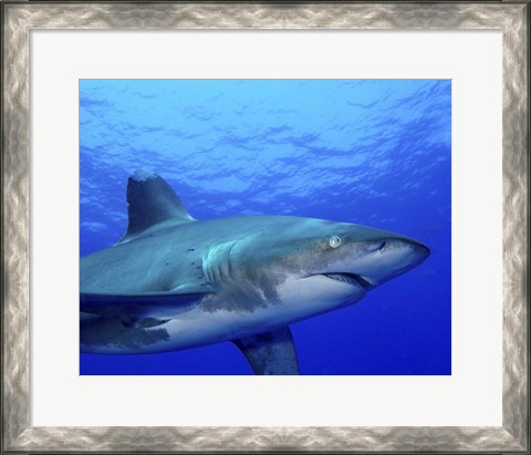 Framed Close-up side view of an Oceanic Whitetip Shark Print