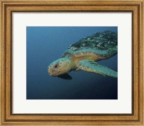 Framed Loggerhead Sea Turtle off the coast of North Carolina Print