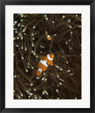 Framed Pair of Anemonefish, Manado, Indonesia Print