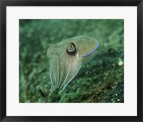 Framed Golden Cuttlefish, Lembeh Strait, Indonesia Print