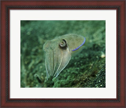 Framed Golden Cuttlefish, Lembeh Strait, Indonesia Print