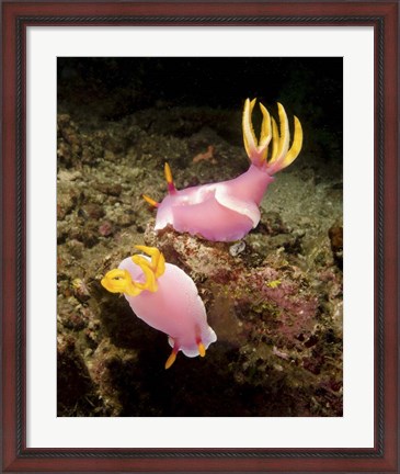 Framed Pair of pink Nudibranchs, Lembeh Strait, Indonesia Print