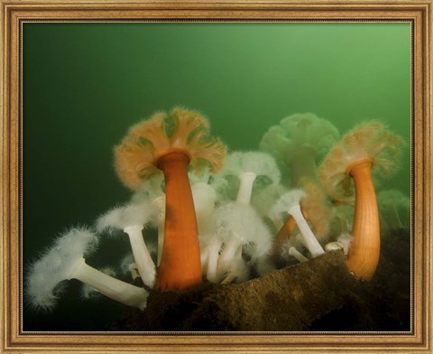 Framed Plumose Anemone in Puget Sound in Seattle Print