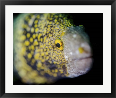 Framed Snowflake Moray Eel in Costa Rica Print