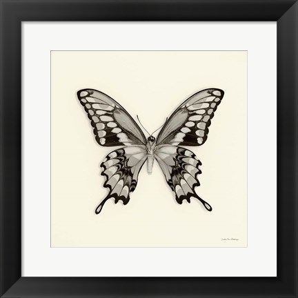 Framed Butterfly VI Print