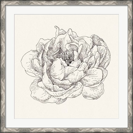 Framed Pen and Ink Florals V Print