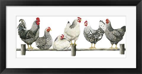 Framed Hens, White Background Print