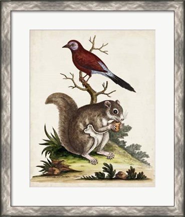 Framed Edwards Squirrel Print