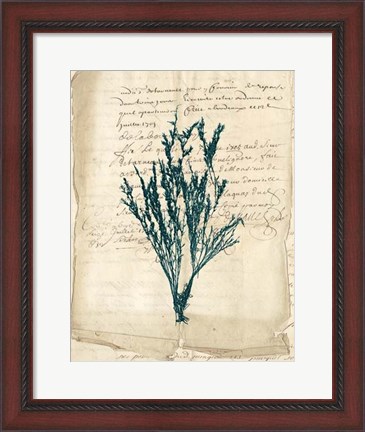 Framed Vintage Teal Seaweed VIII Print