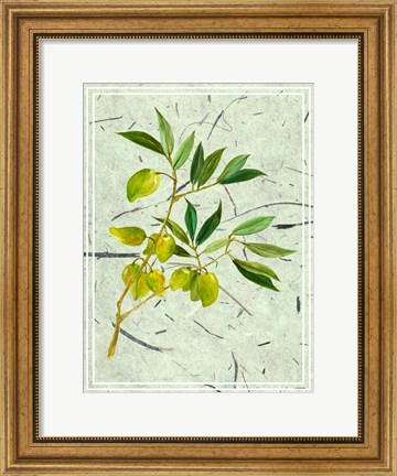 Framed Olives on Textured Paper II Print