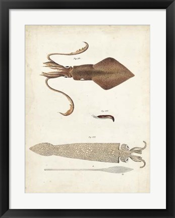 Framed Ocean Curiosities II Print